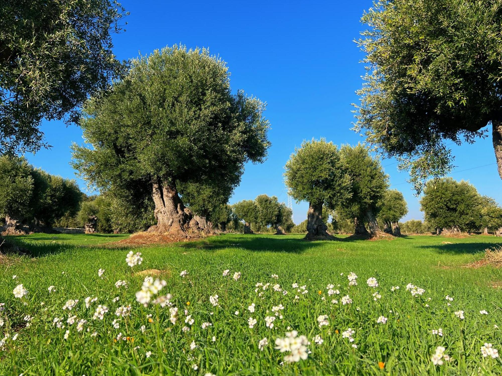 Minicasa Nella Natura, Con Piscina A Due Passi Ostuni Dış mekan fotoğraf